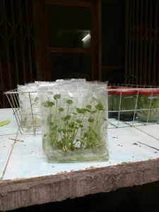 香芋组培袋苗