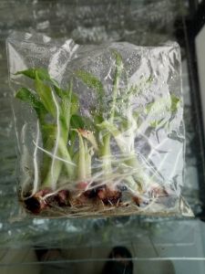 红皮香蕉组培袋苗
