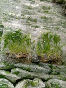 香蕉组培袋苗